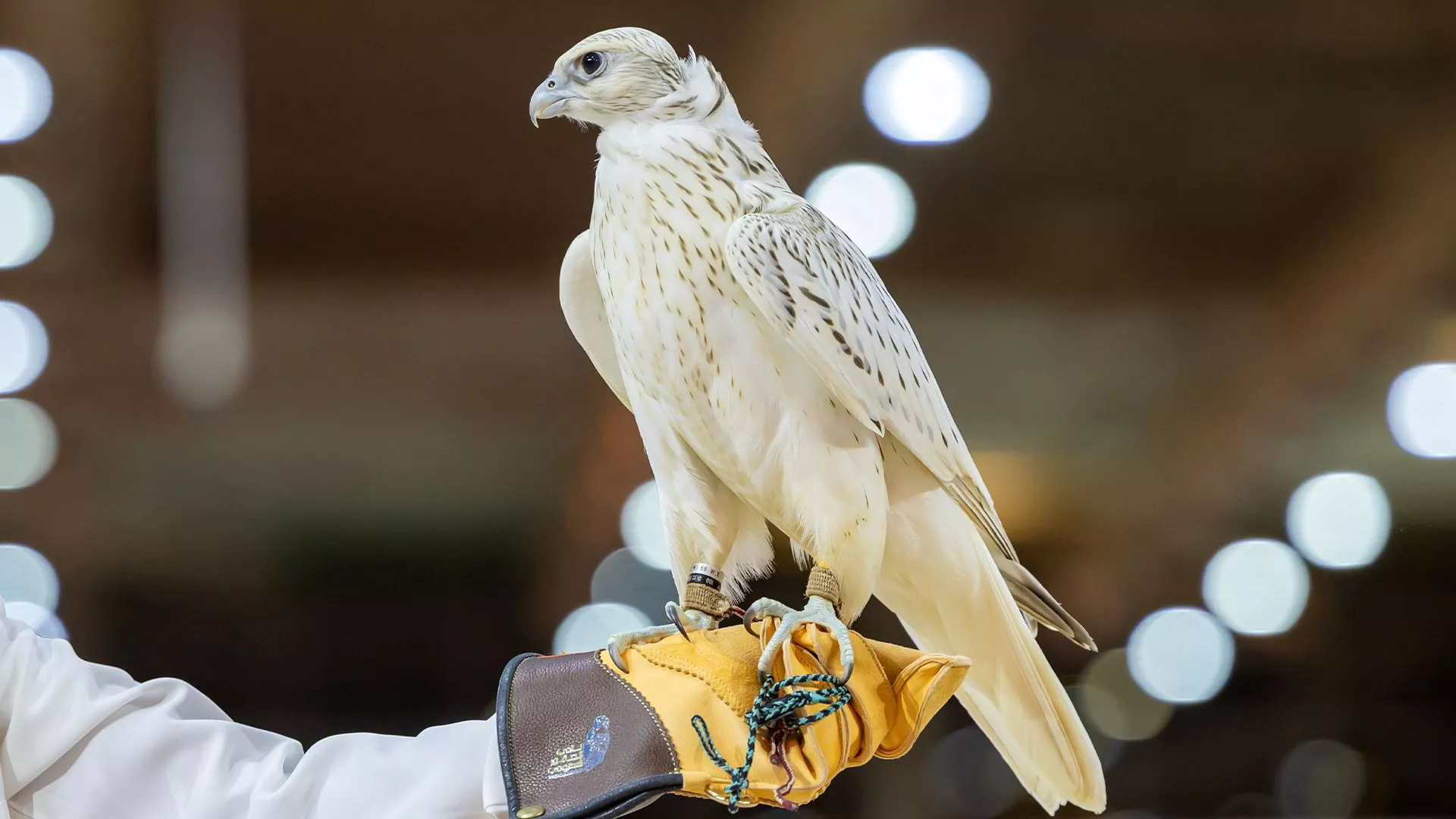 International Falcon Breeders Auction